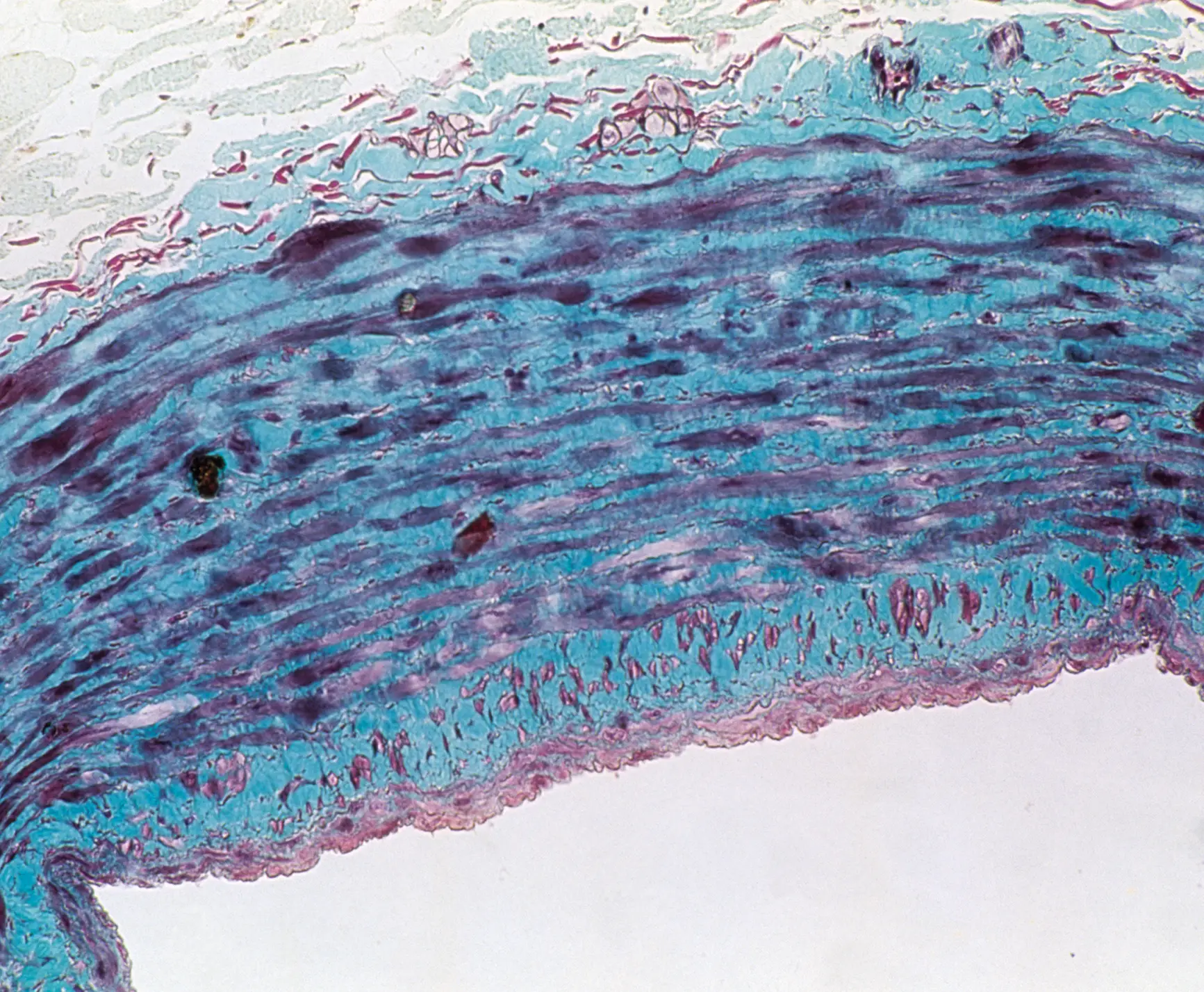 건강 솔루션 이미지 1